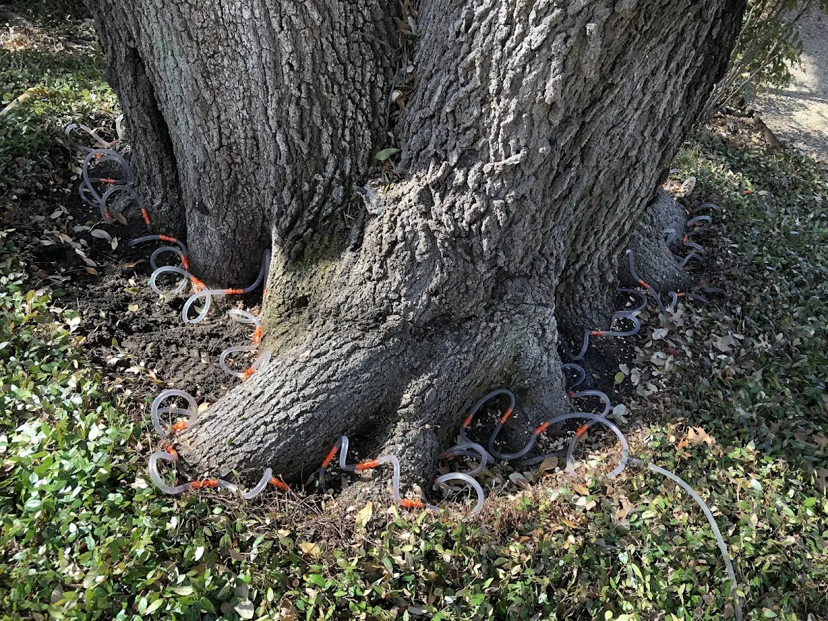 Detailed Tree Cabling and Bracing job site in Spiritwood