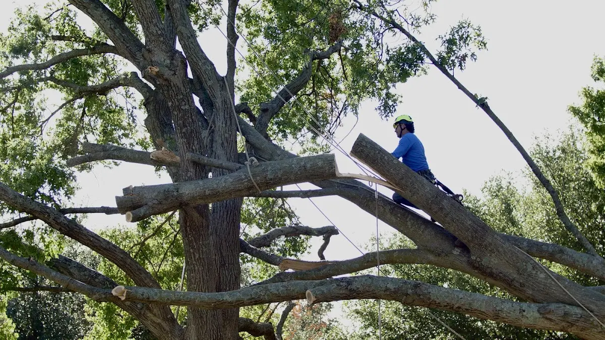 Professional Crown Thinning performed by certified arborists in Spiritwood