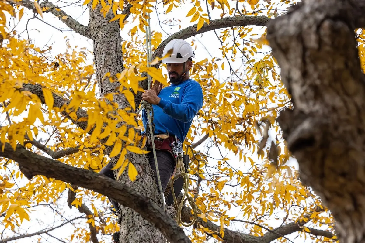 Skilled Tree Pruning crew working in Spiritwood