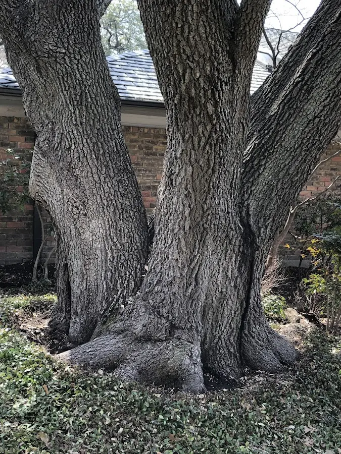 Mature heritage tree close to a Spiritwood property cared for by certified arborists